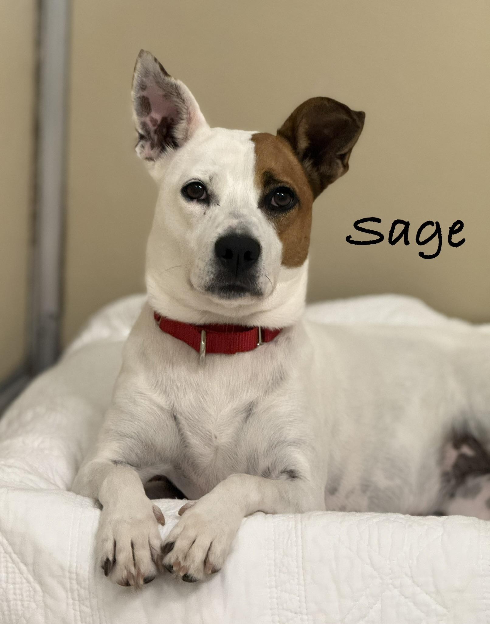 Sage, Adoptable, Adult Female Jack Russell Terrier.