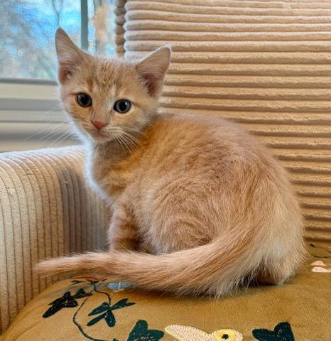 Zipper, Adoptable, Kitten Male Domestic Short Hair.