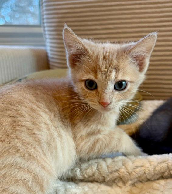 Zipper, a Adopted Domestic Short Hair in Rootstown, OH image 2/3