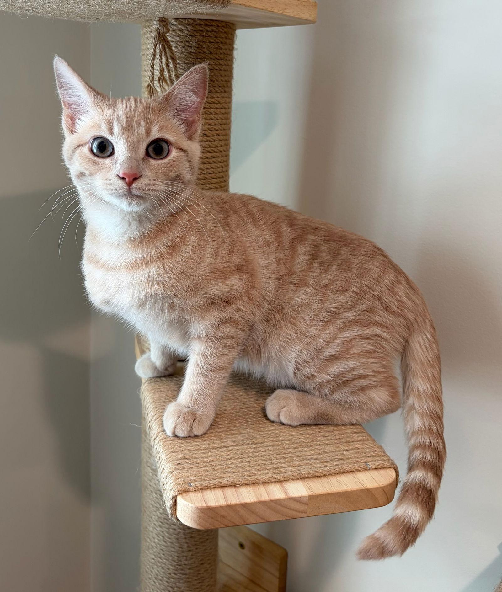 Zipper, a Adopted Domestic Short Hair in Rootstown, OH image 3/3