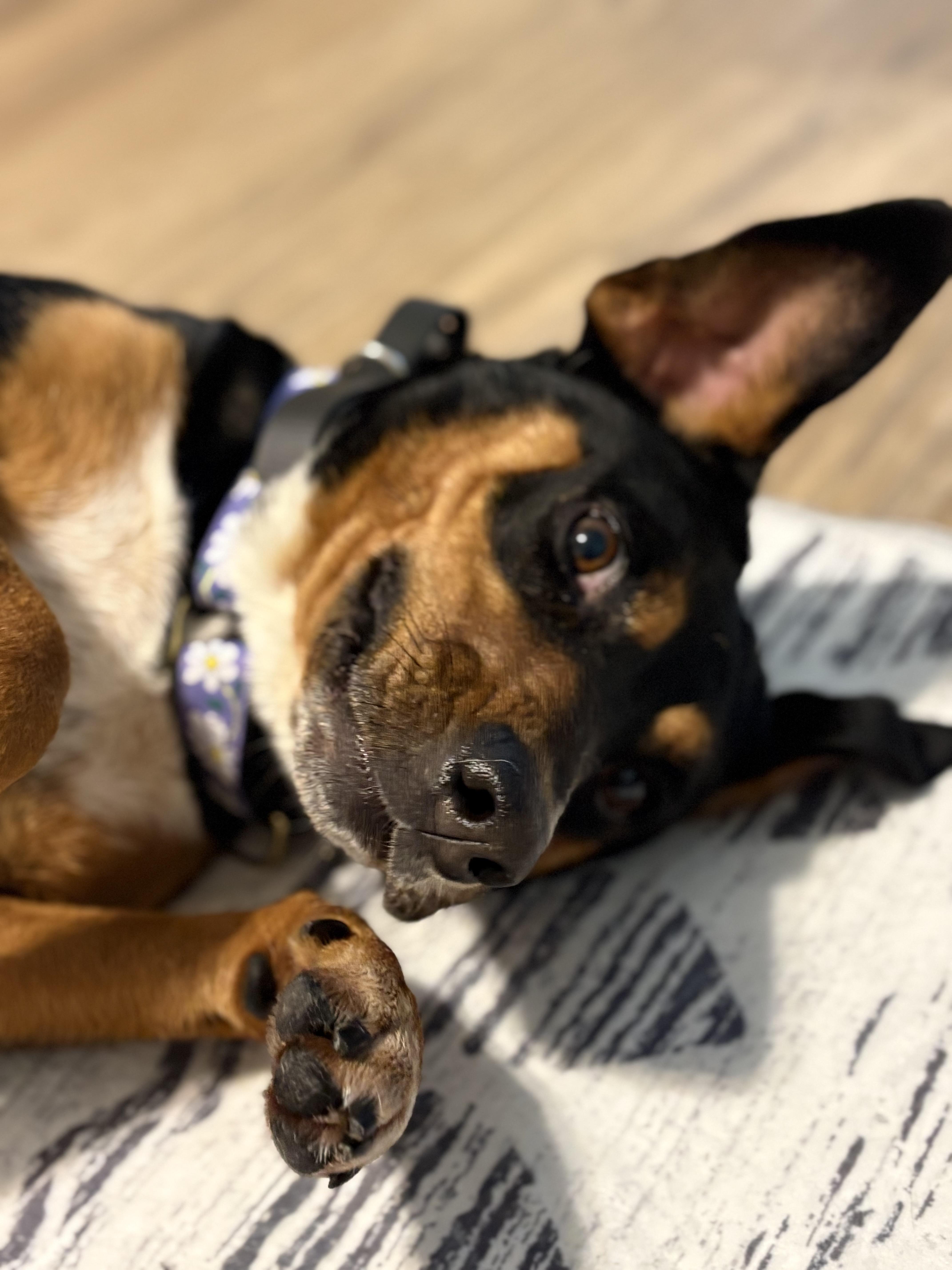 Enlarge Daisy, a Adoptable mixed breed in Oswego, IL image 4/6