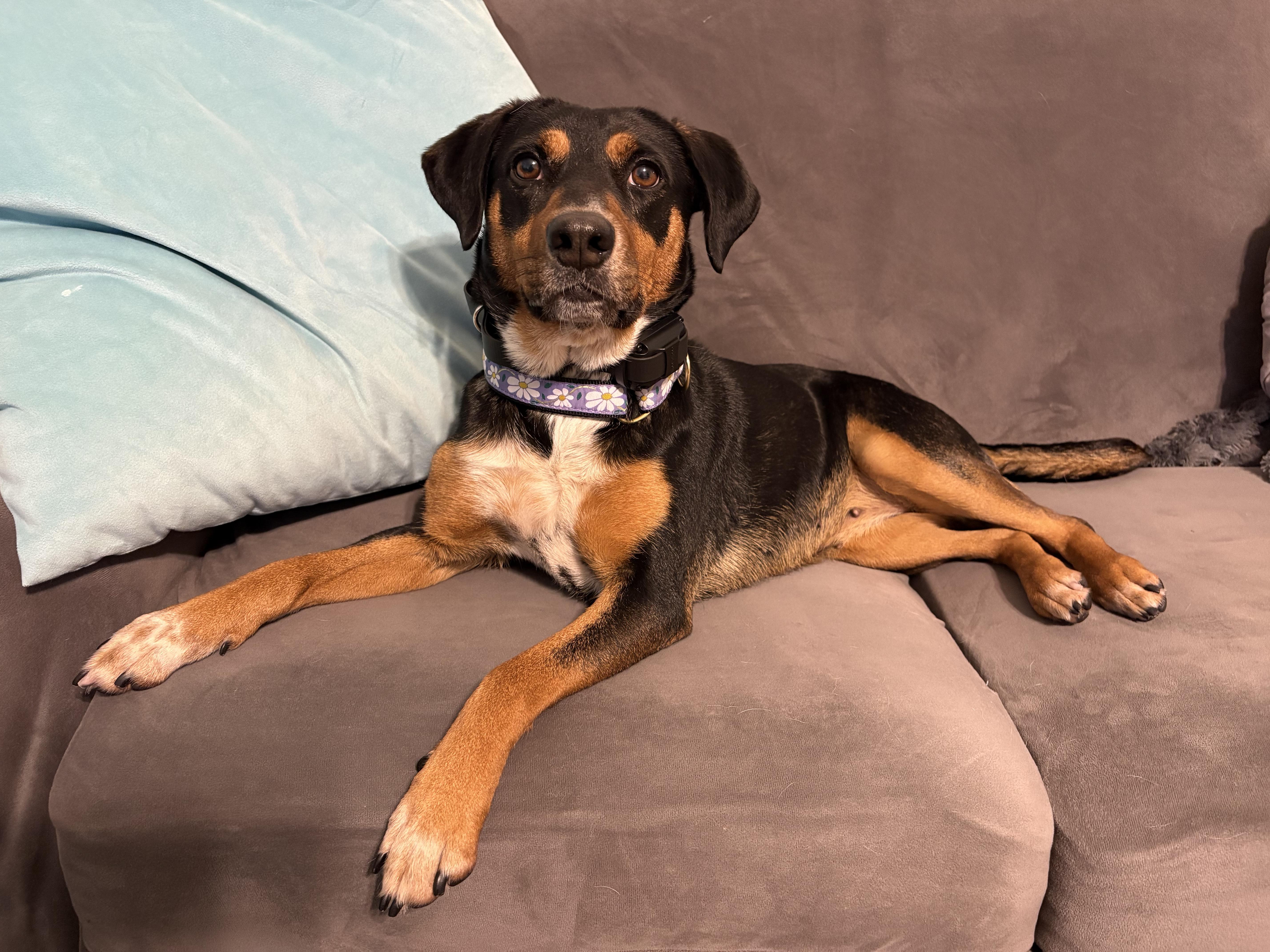 Enlarge Daisy, a Adoptable mixed breed in Oswego, IL image 5/6