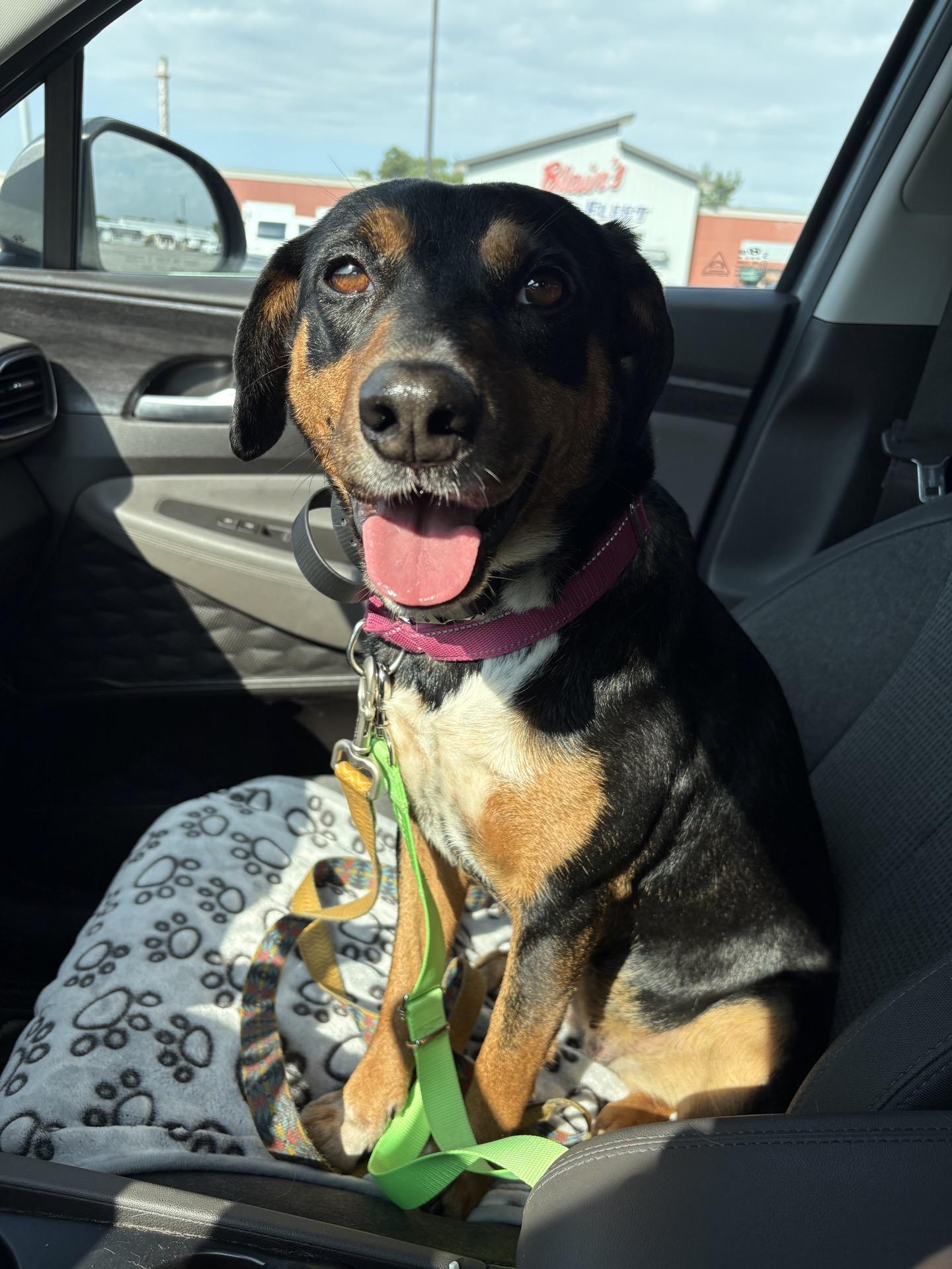 Enlarge Daisy, a Adoptable mixed breed in Oswego, IL image 1/6