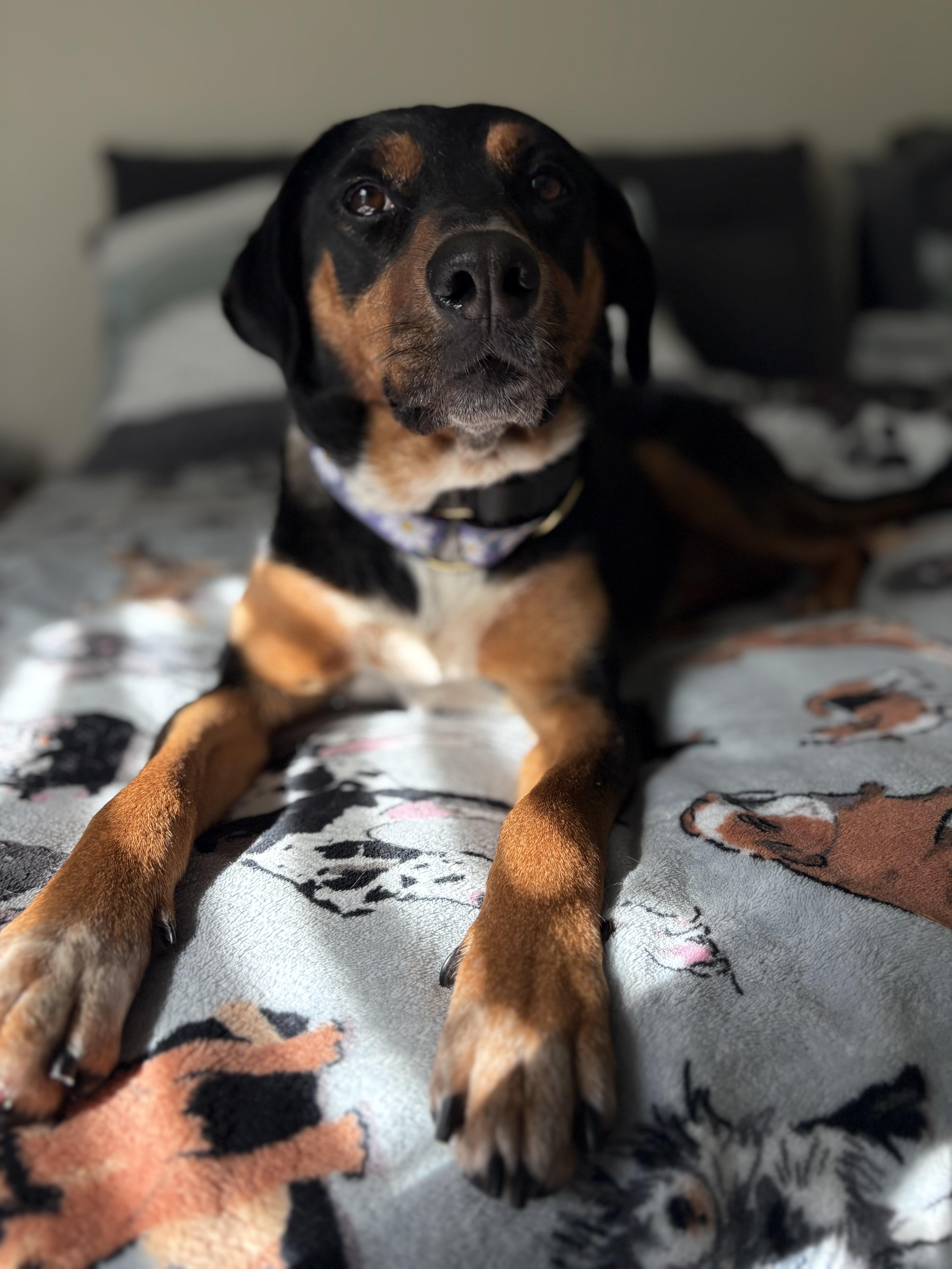 Enlarge Daisy, a Adoptable mixed breed in Oswego, IL image 6/6