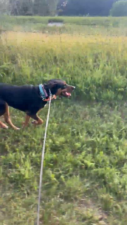 Enlarge Daisy, a Adoptable mixed breed in Oswego, IL video 2/6