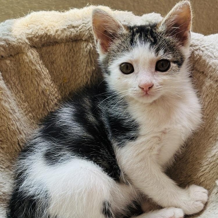 Shirley Temple, Adoptable, Kitten Female Tabby.