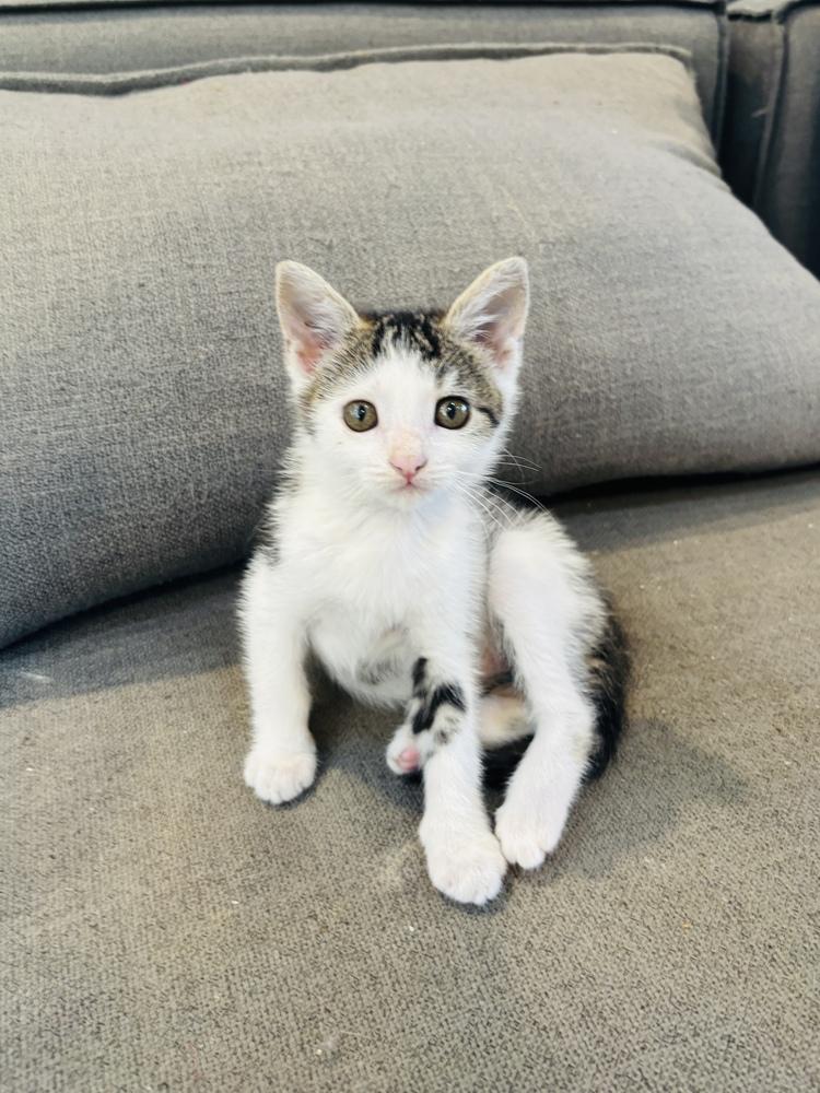 Enlarge Shirley Temple, a Adoptable Tabby in Pinole, CA image 2/5
