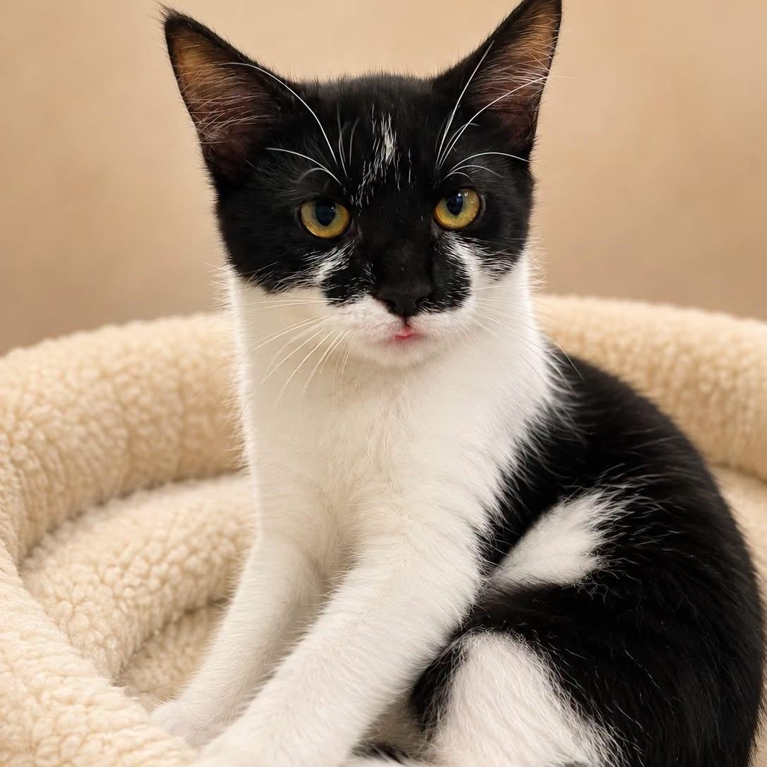 MOLLY SHANNON, Adoptable, Kitten Female Domestic Short Hair.