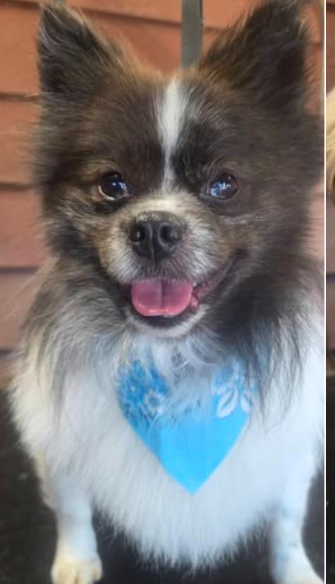 Enlarge Ted, an adoptable Pomeranian in Greenville, SC image 1/6