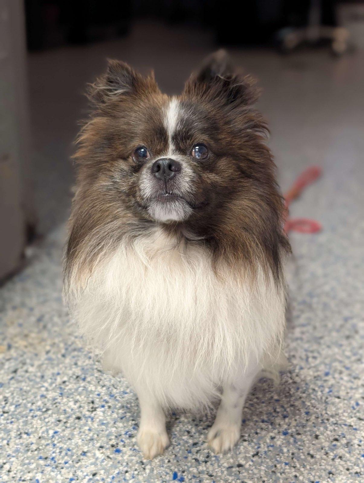 Enlarge Ted, an adoptable Pomeranian in Greenville, SC image 4/6
