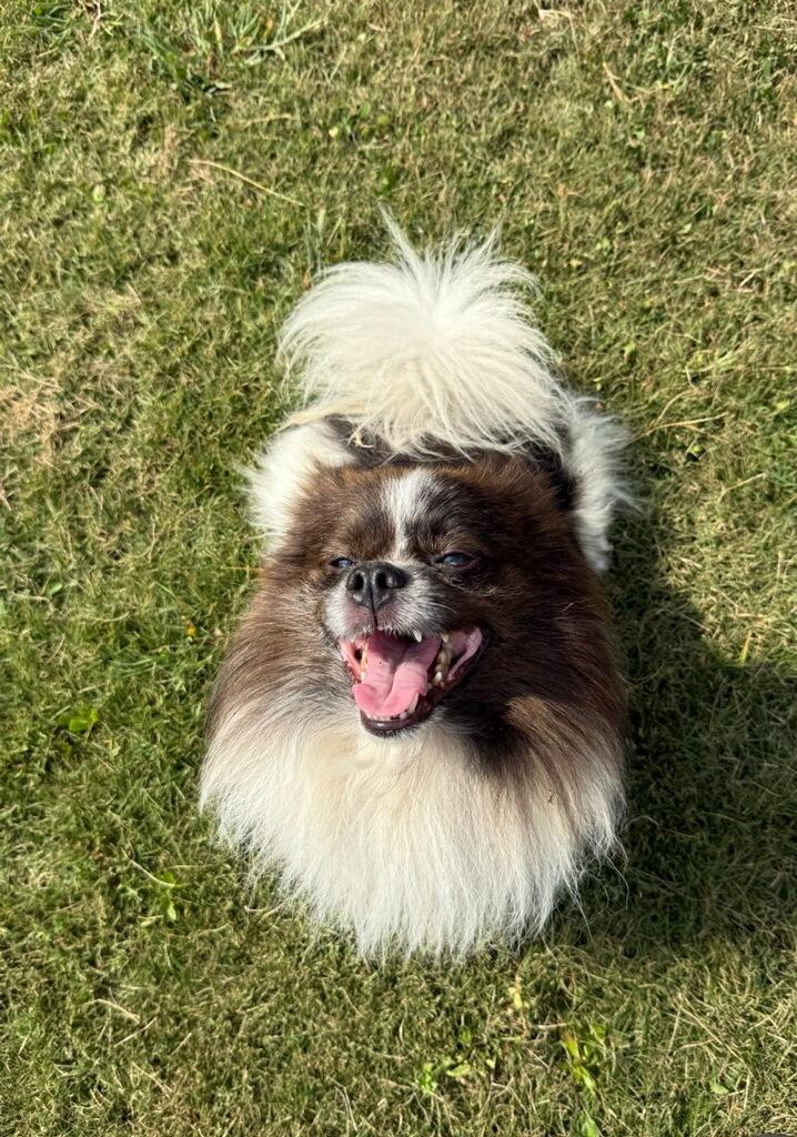 Enlarge Ted, an adoptable Pomeranian in Greenville, SC image 6/6