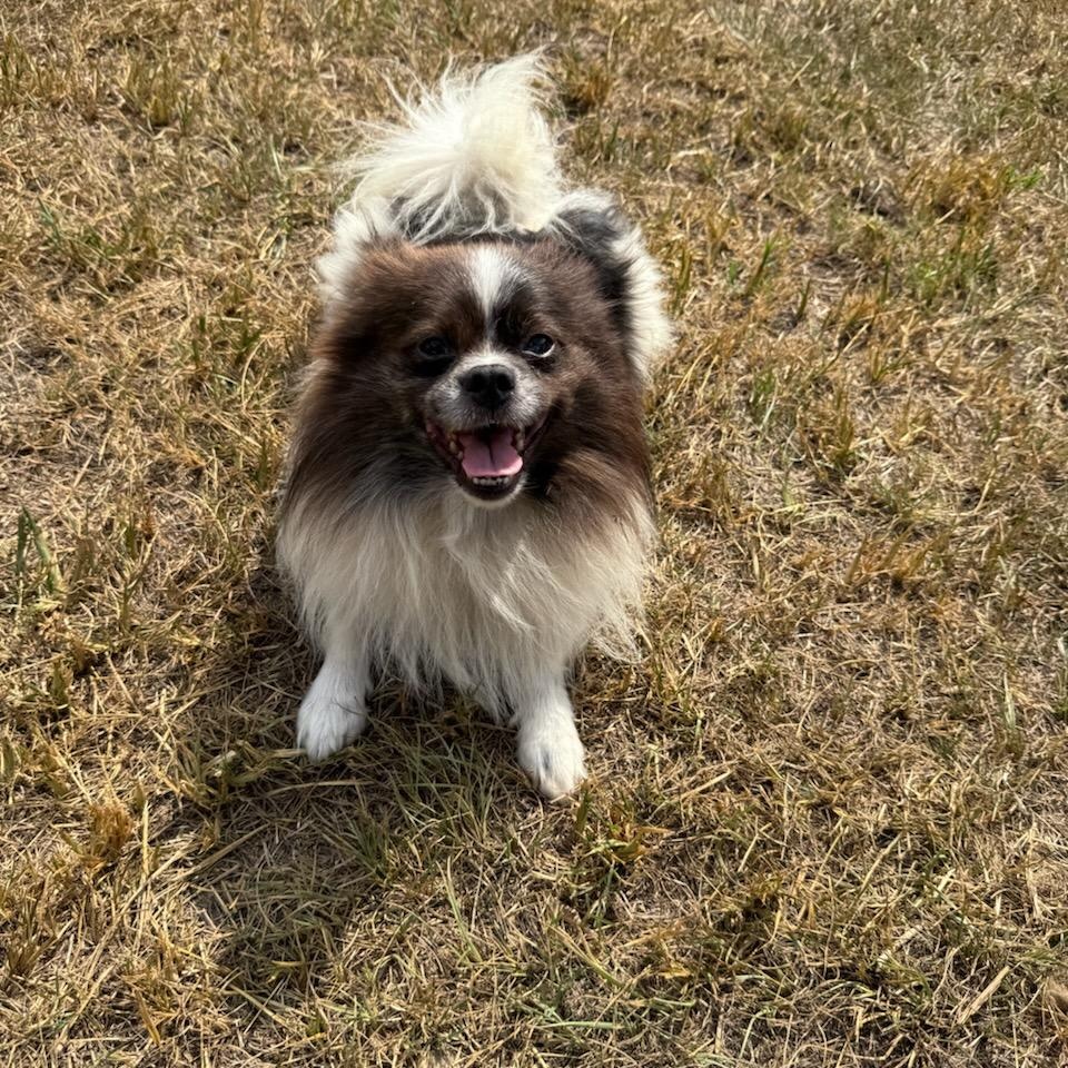 Enlarge Ted, an adoptable Pomeranian in Greenville, SC image 2/6