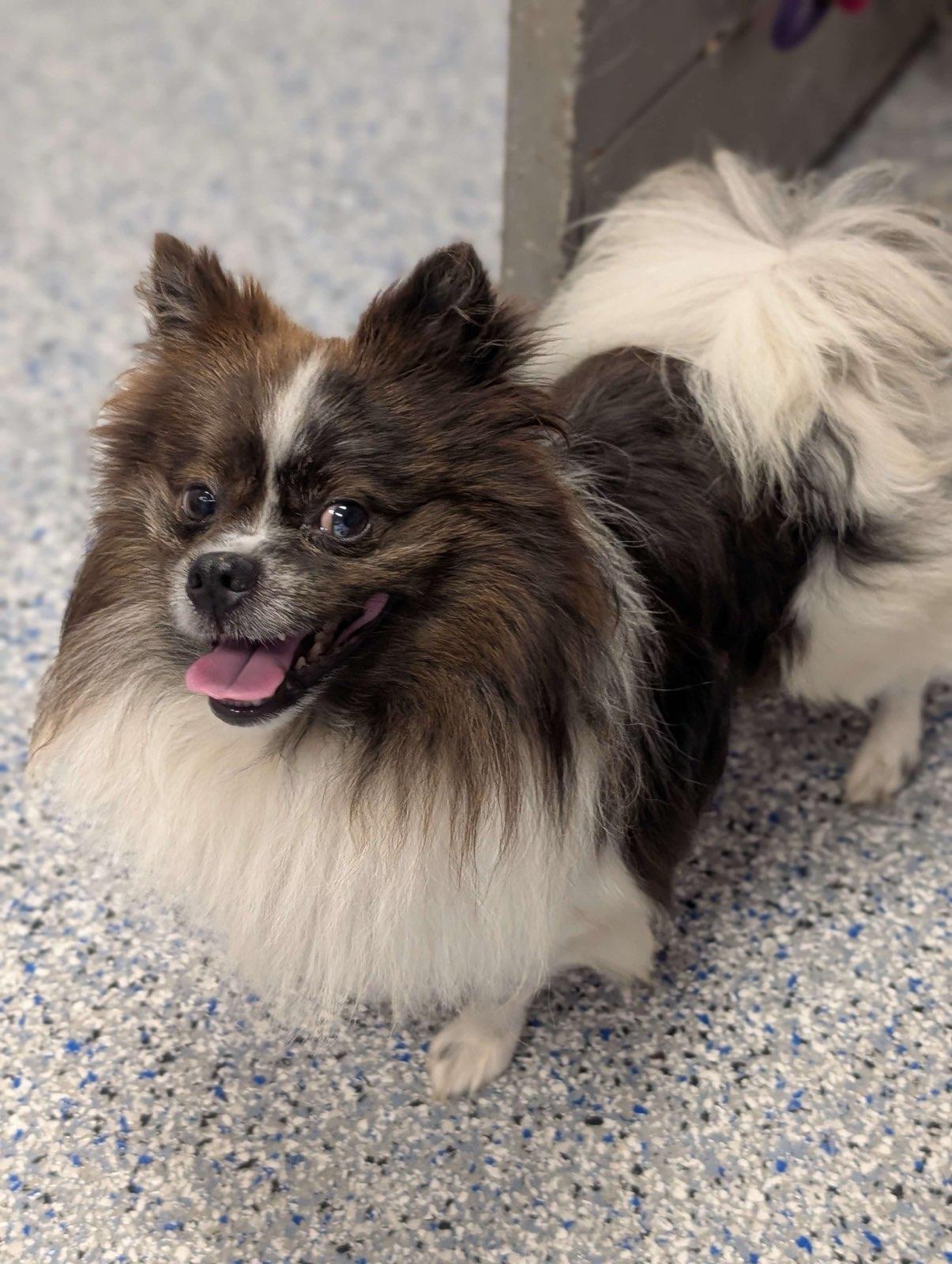 Enlarge Ted, an adoptable Pomeranian in Greenville, SC image 5/6