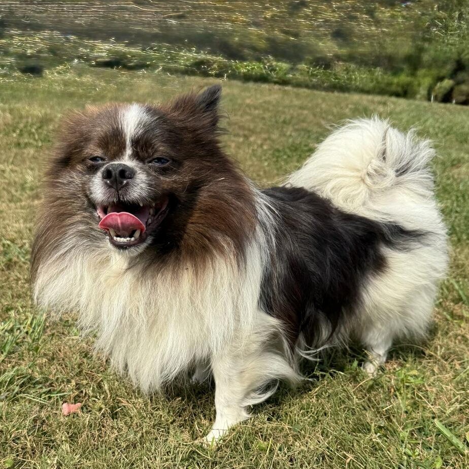 Enlarge Ted, an adoptable Pomeranian in Greenville, SC image 3/6
