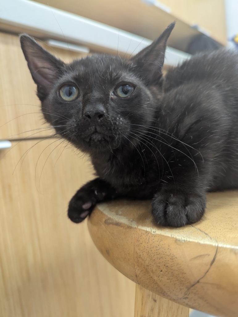 Cinder, Adoptable, Young Female Domestic Short Hair.