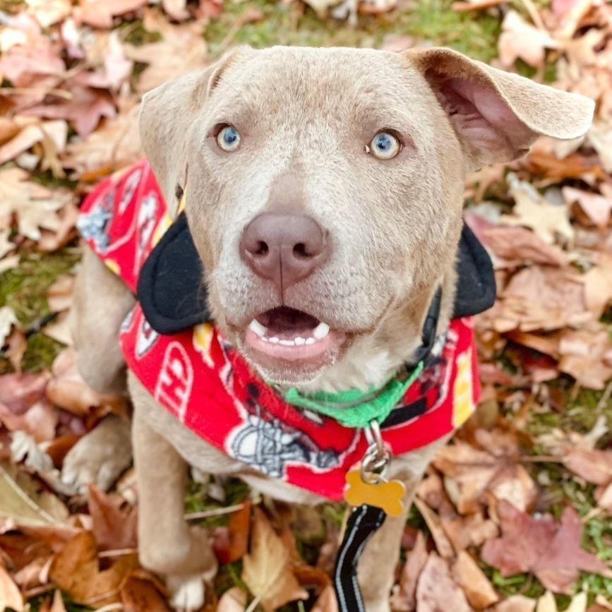 Topaz, adopted, Adult Male Weimaraner.