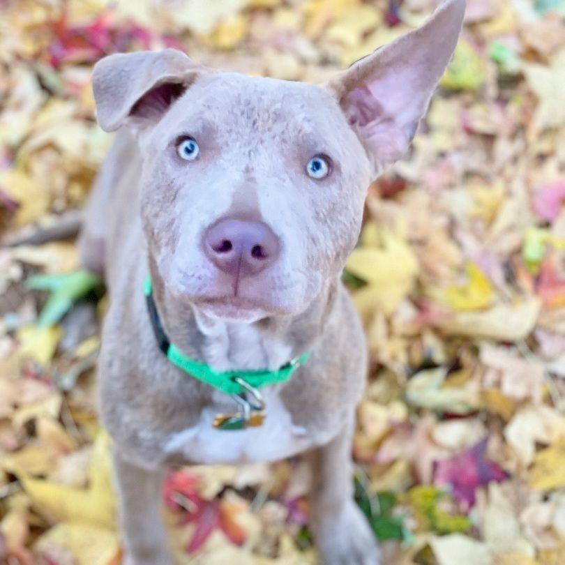 Topaz, an adopted mixed breed in Springfield, MO image 5/6
