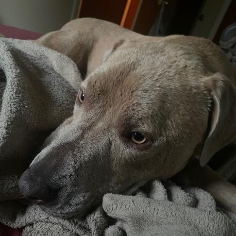 Topaz, an adopted mixed breed in Springfield, MO image 2/6