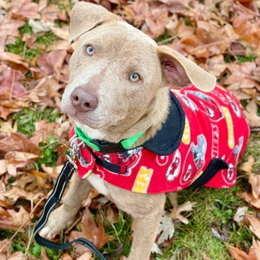 Topaz, an adopted mixed breed in Springfield, MO image 6/6