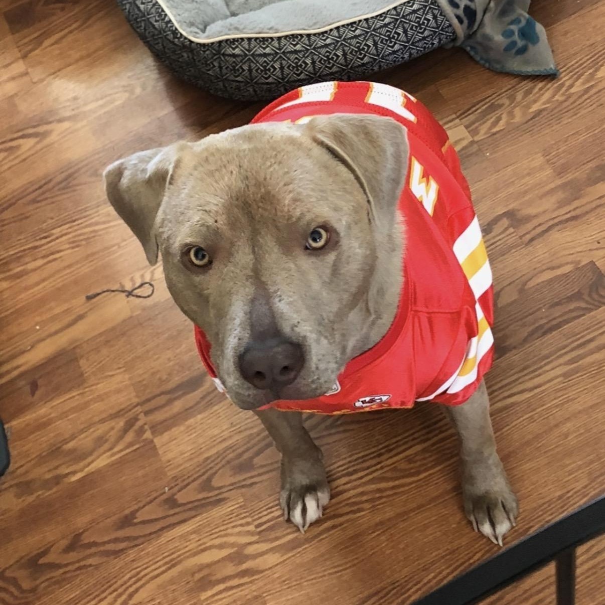 Topaz, an adopted mixed breed in Springfield, MO image 4/6