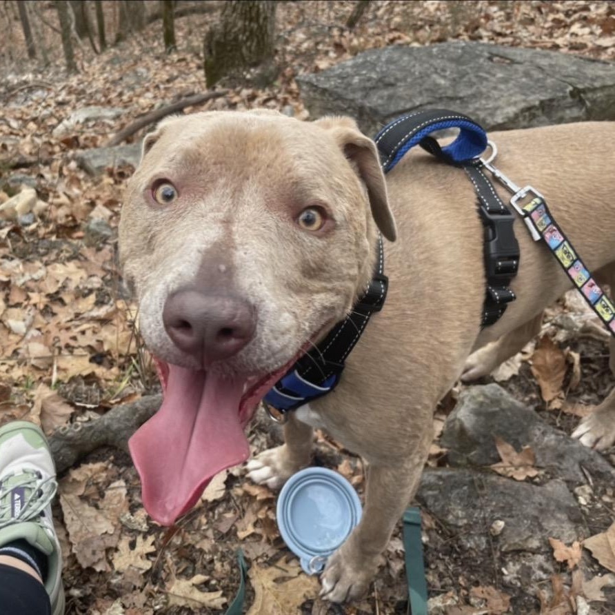 Topaz, an adopted mixed breed in Springfield, MO image 3/6