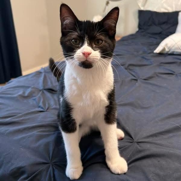 Piper