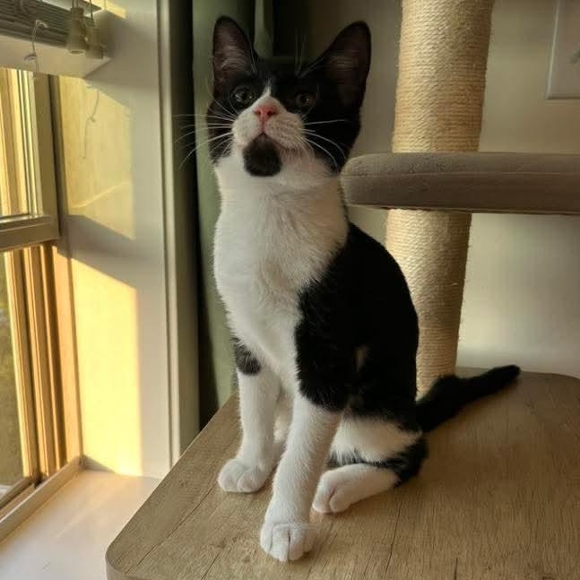 Piper
