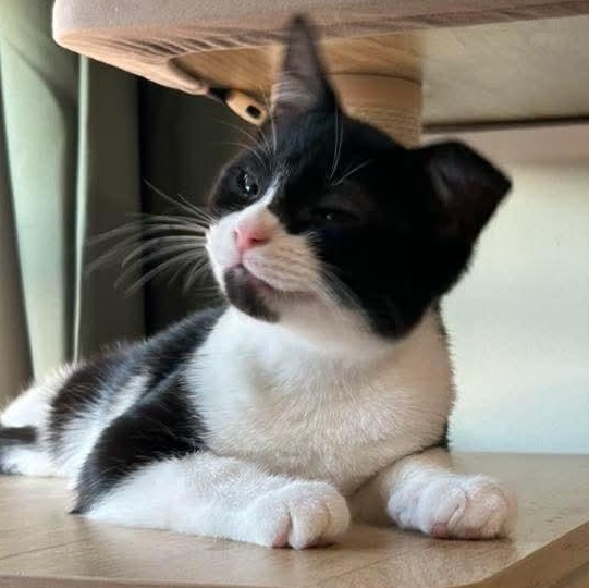 Piper