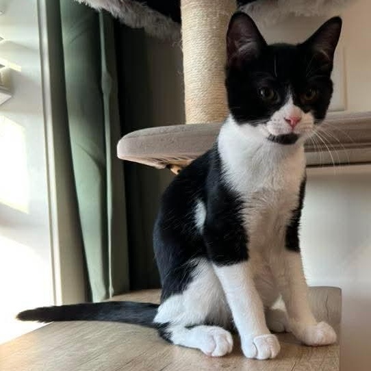 Piper