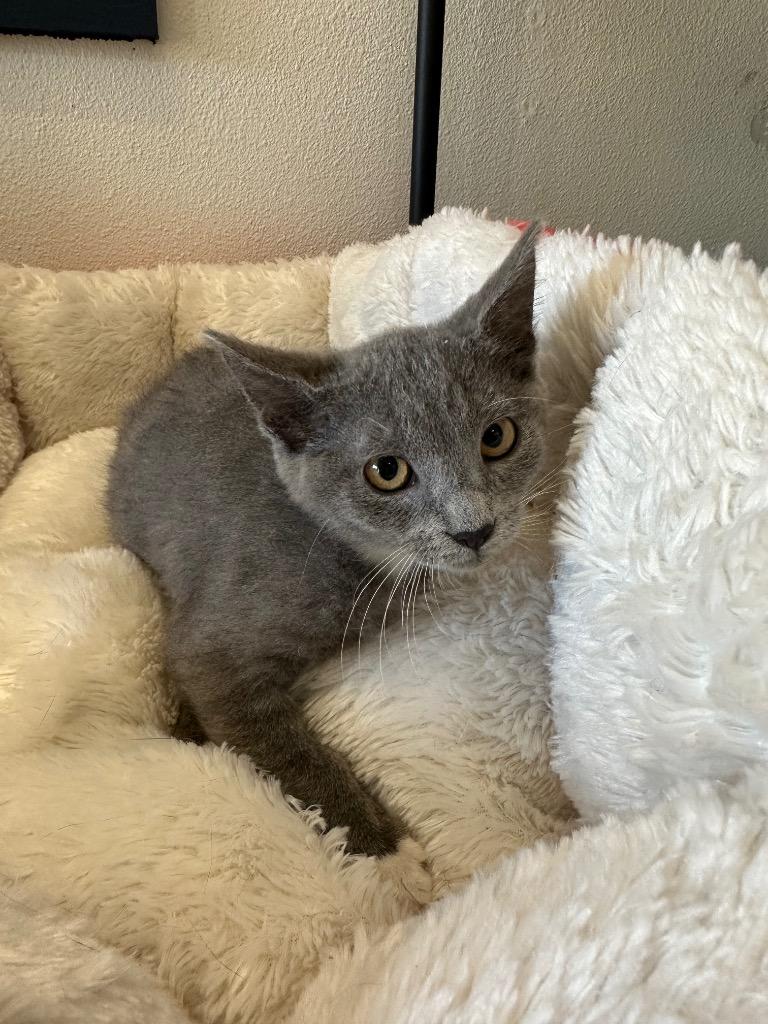 Spring @PetSmart Walker Rd, Adoptable, Kitten Female Domestic Short Hair.