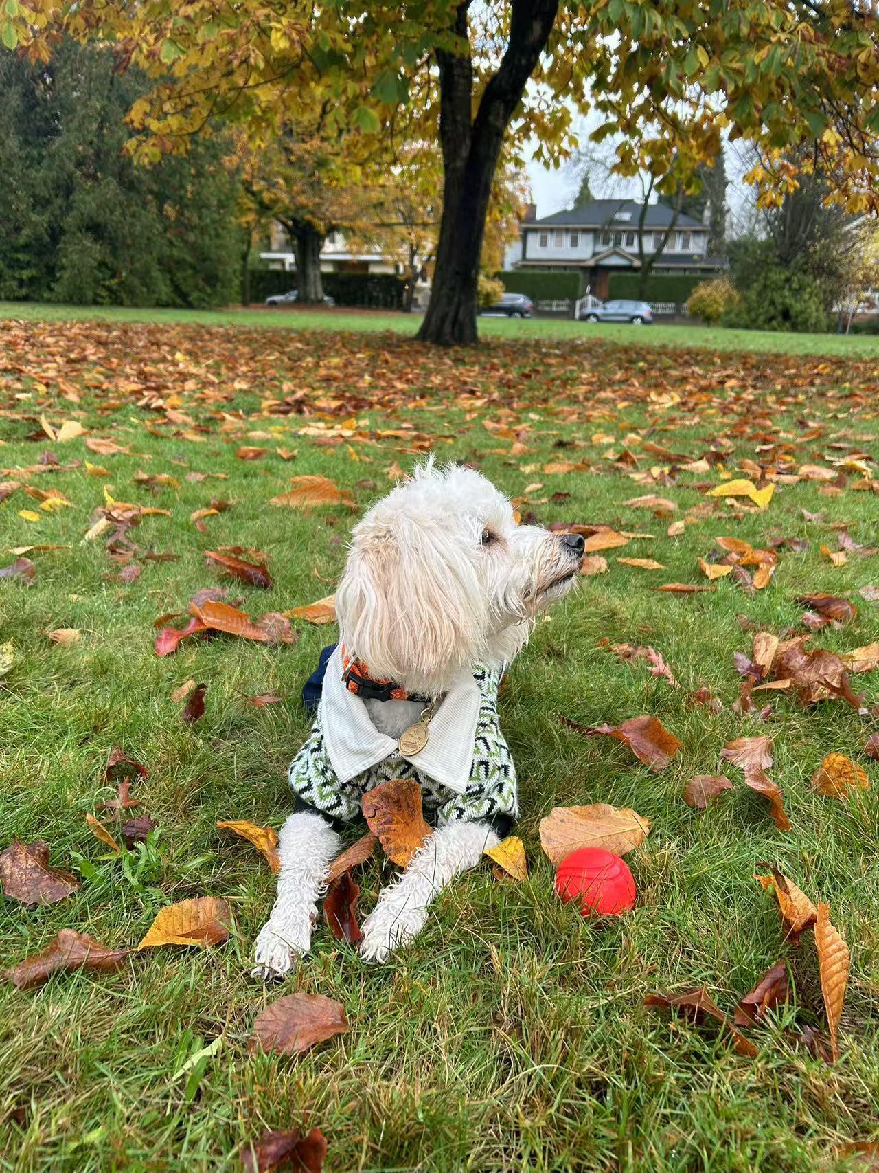 Enlarge Tina, a Adopted Bichon Frise in Richmond, BC image 4/6