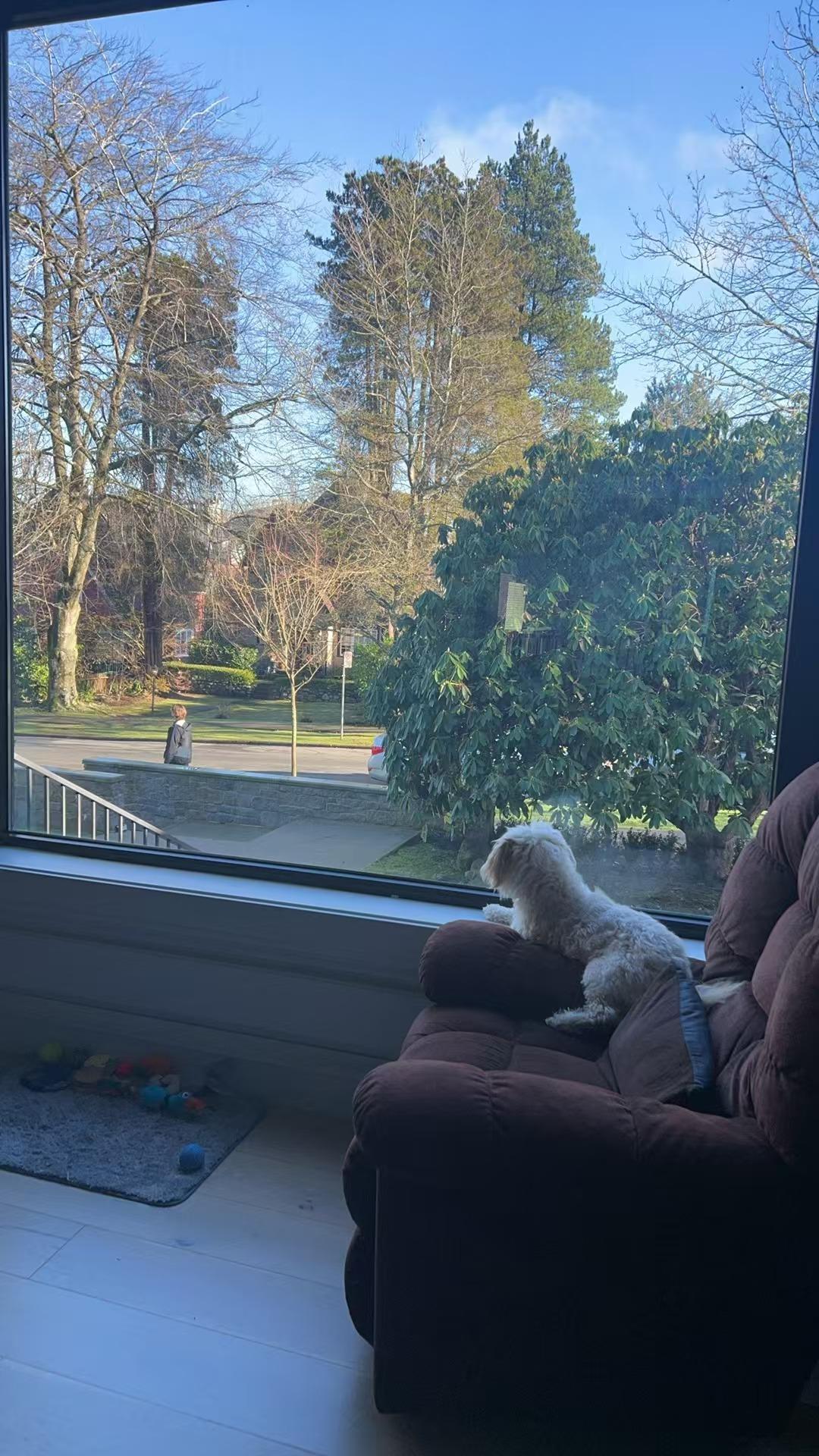 Enlarge Tina, a Adopted Bichon Frise in Richmond, BC image 5/6