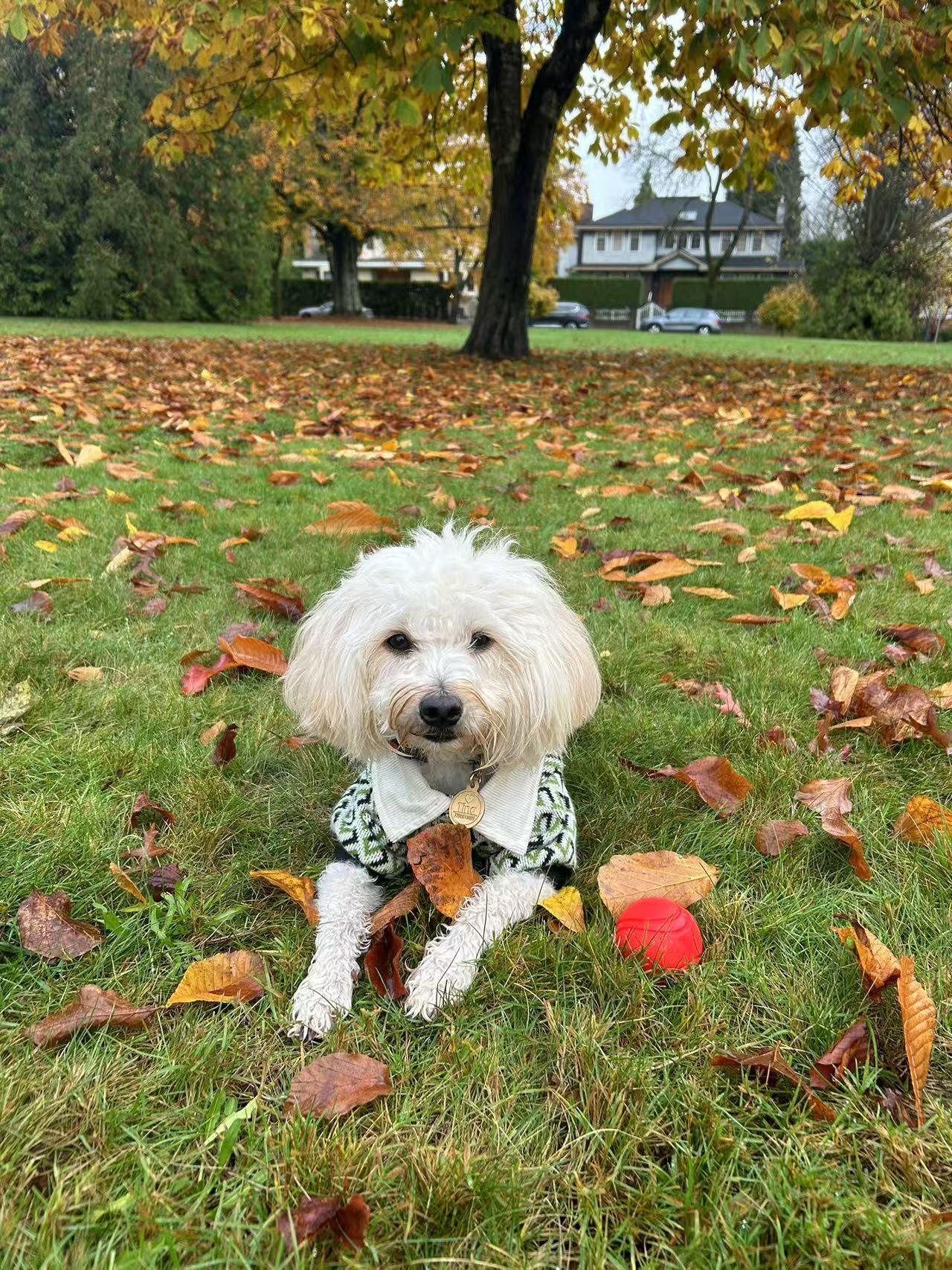 Enlarge Tina, a Adopted Bichon Frise in Richmond, BC image 2/6