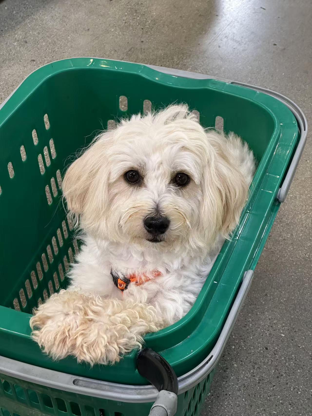 Tina, Adopted, Adult Female Bichon Frise.