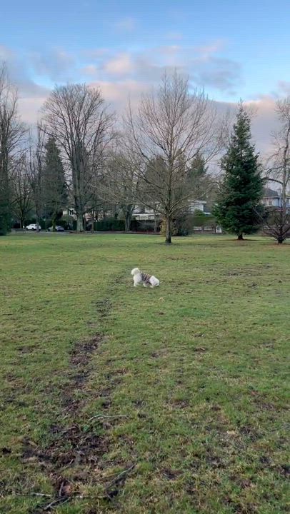 Enlarge Tina, a Adopted Bichon Frise in Richmond, BC video 6/6