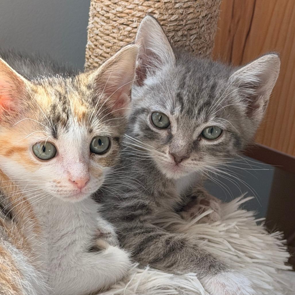Olivia, Adoptable, Kitten Female Domestic Short Hair.