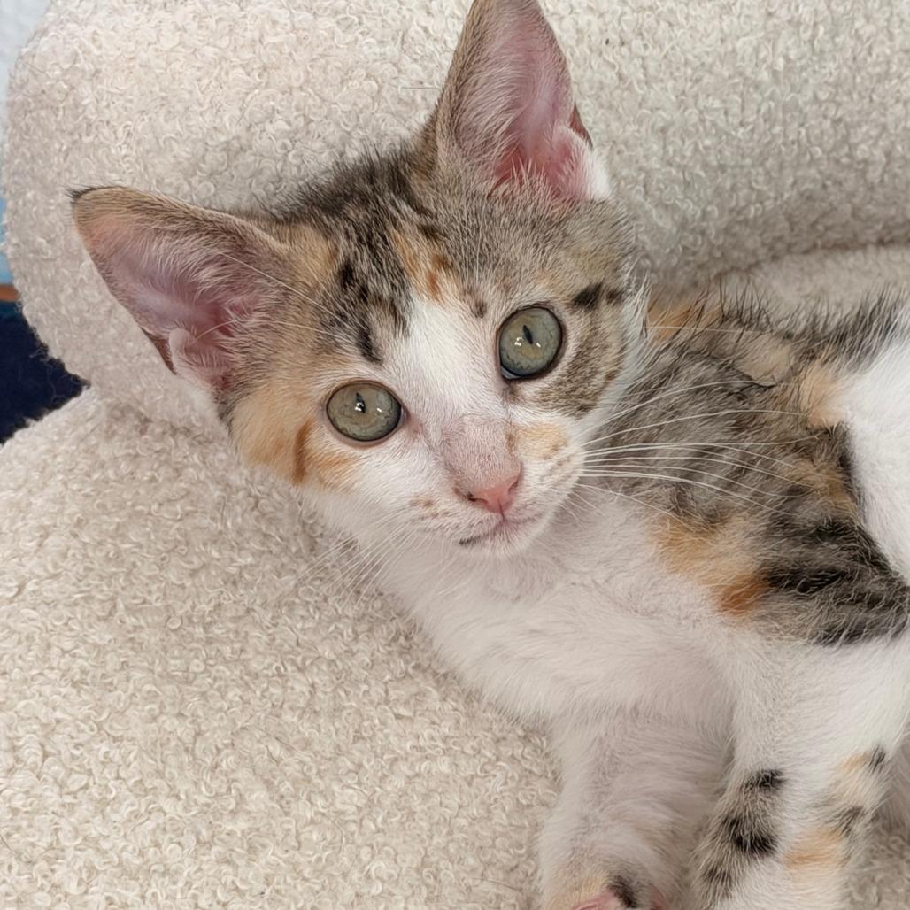 Enlarge Olivia, a Adoptable Domestic Short Hair in Jupiter, FL image 2/6