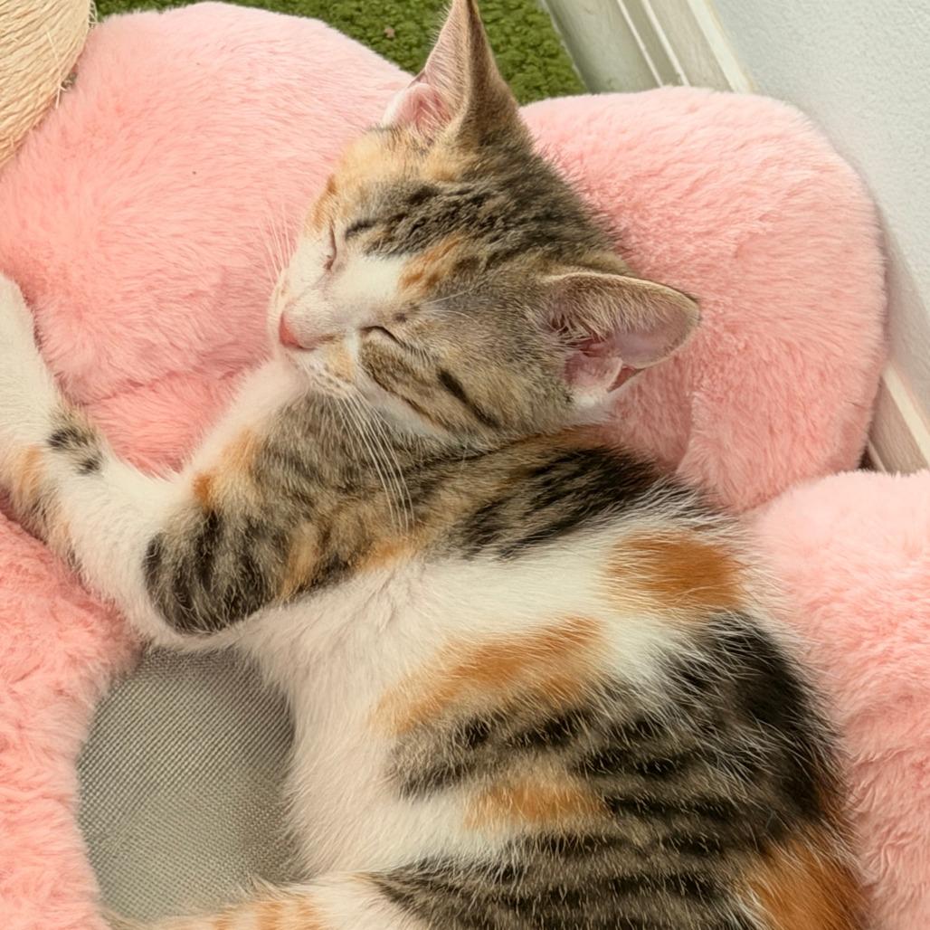 Enlarge Olivia, a Adoptable Domestic Short Hair in Jupiter, FL image 3/6