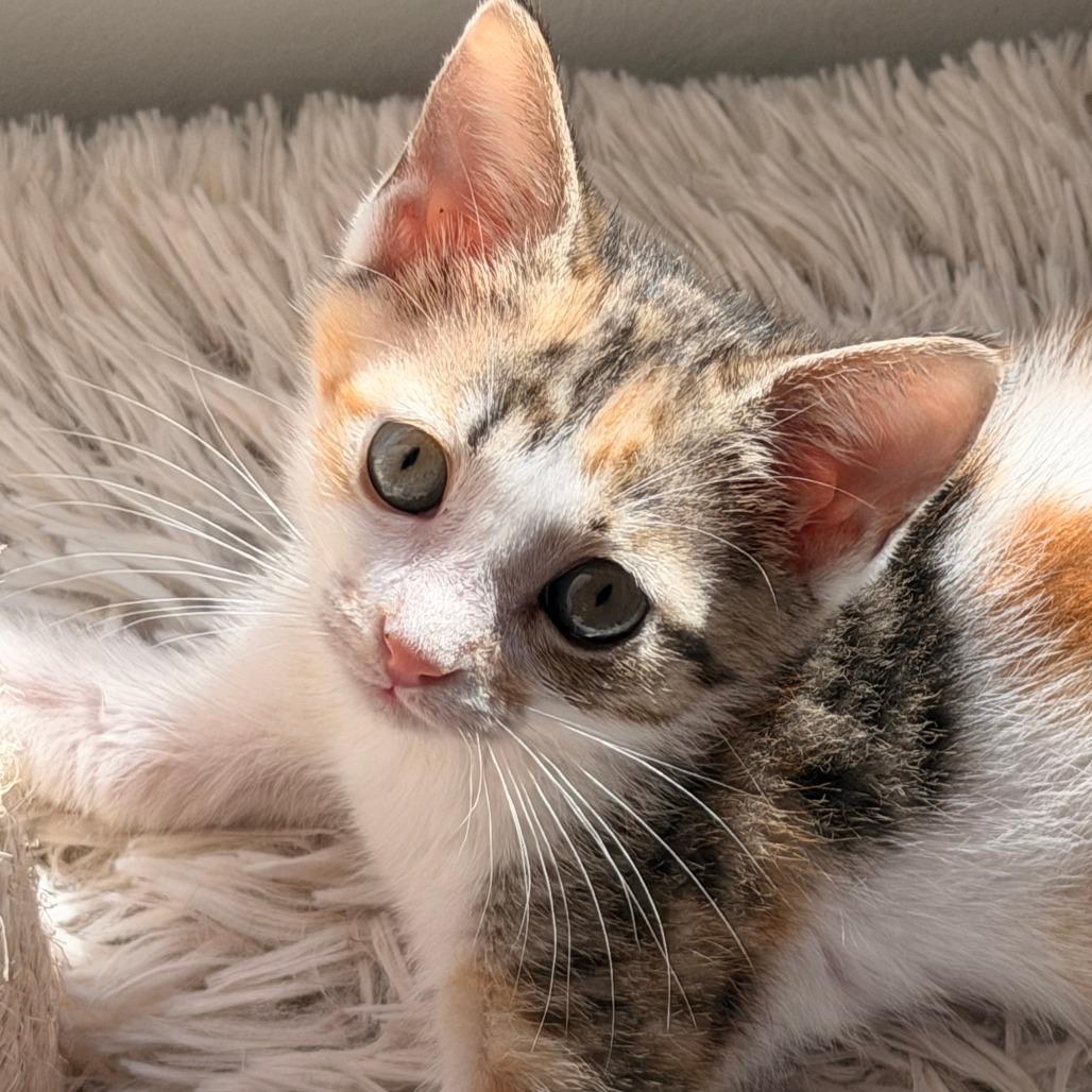 Enlarge Olivia, a Adoptable Domestic Short Hair in Jupiter, FL image 4/6