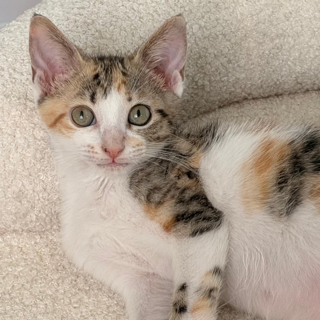 Enlarge Olivia, a Adoptable Domestic Short Hair in Jupiter, FL image 5/6