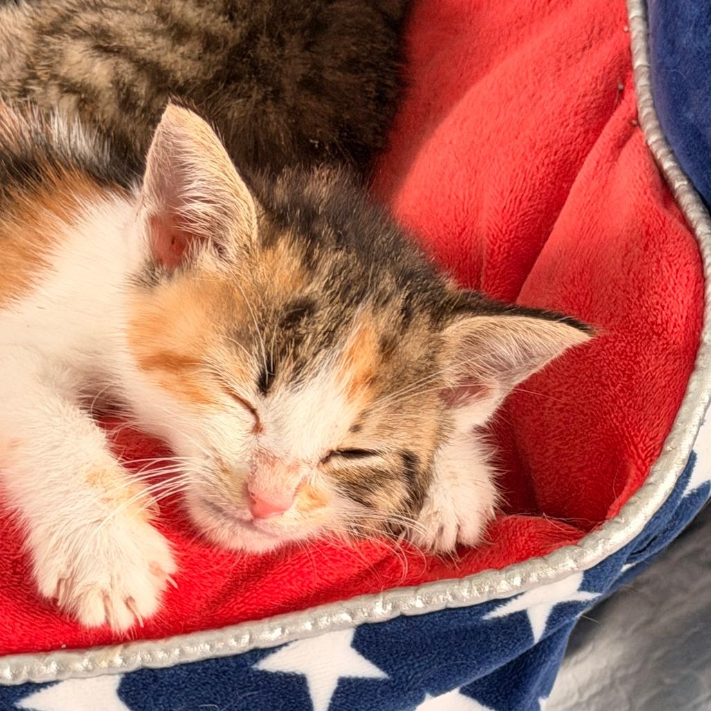 Enlarge Olivia, a Adoptable Domestic Short Hair in Jupiter, FL image 6/6