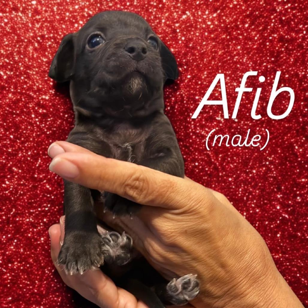 Afib, Adoptable, Puppy Male Chihuahua & Mixed Breed.