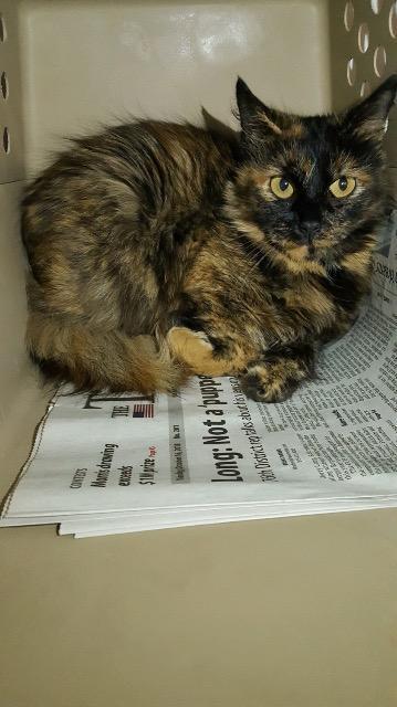 Meghan Markle — thumbnail 2