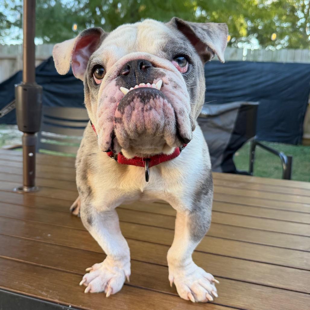 Tony, Adoptable, Adult Male English Bulldog.