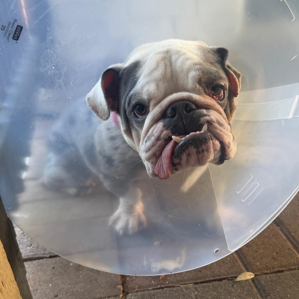 Tony, a Adoptable mixed breed image 2/6