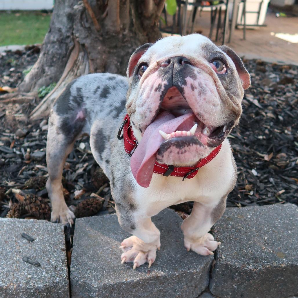 Tony, a Adoptable mixed breed image 3/6