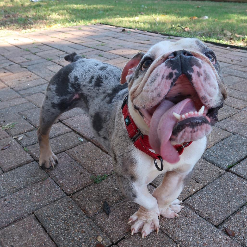 Tony, a Adoptable mixed breed image 4/6