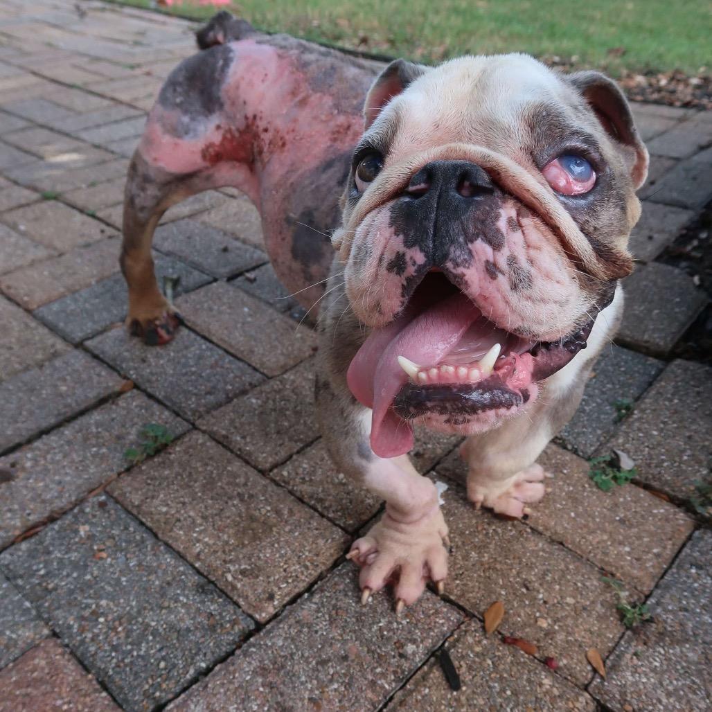 Tony, a Adoptable mixed breed image 5/6