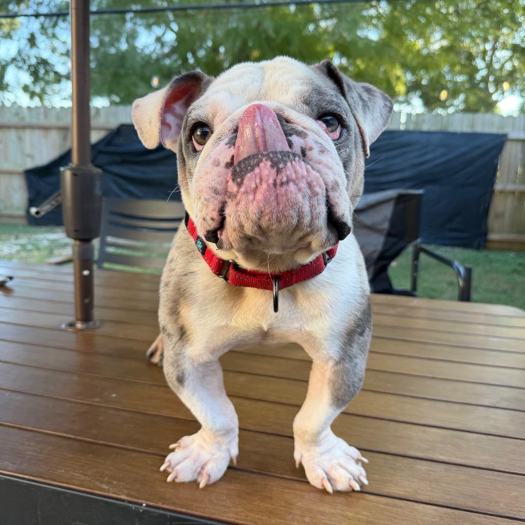 Tony, a Adoptable mixed breed image 6/6