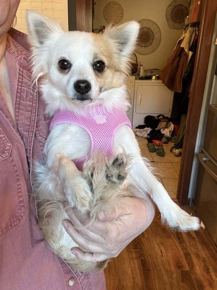 Nala, Adoptable, Puppy Female Pomeranian & Chihuahua.